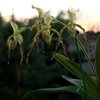 Paphiopedilum Parishii 